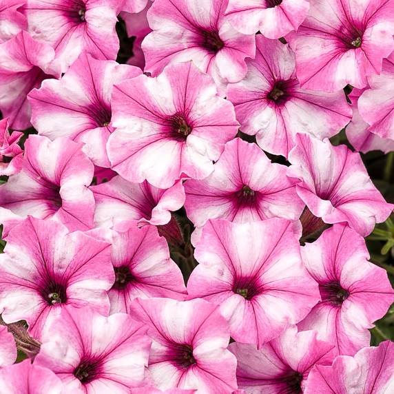 Petunia Supertunia® Mini Vista™ Pink Star