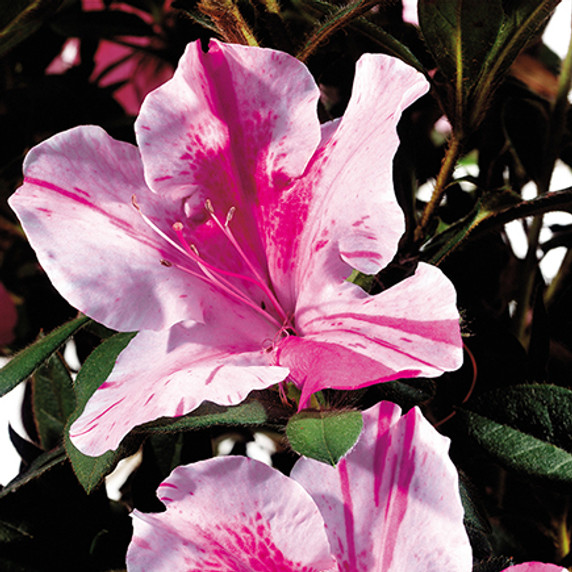 Azalea Autumn Twist®