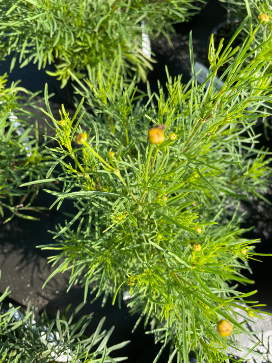 Coreopsis Red Satin (Tickseed)