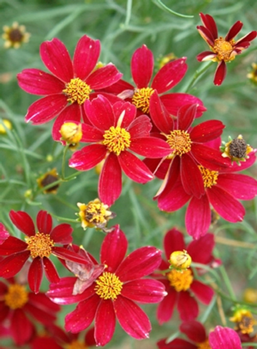 Coreopsis Red Satin (Tickseed)