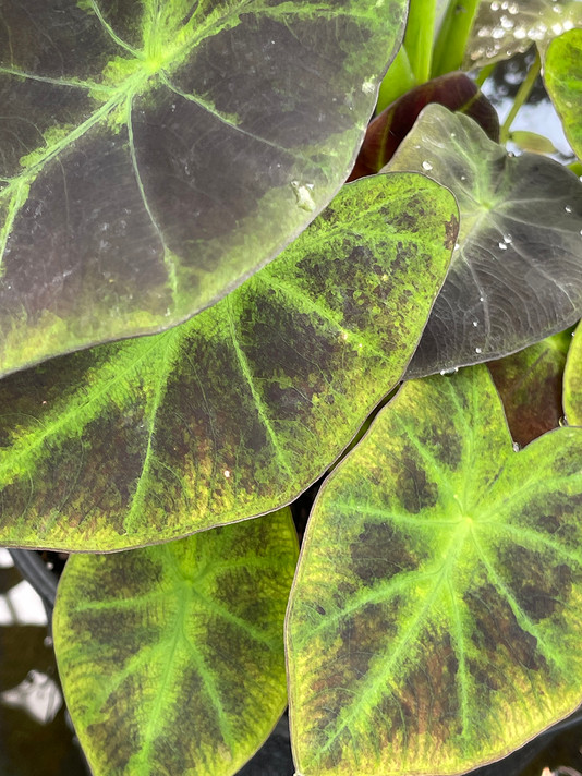 Colocasia Illustris (Elephant Ears) 