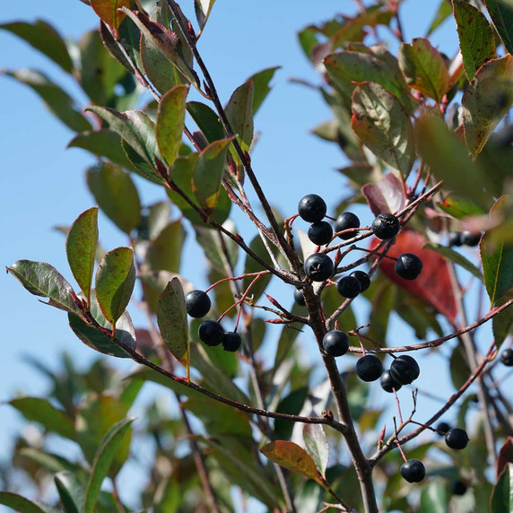 Aronia Low Scape Snowfire™