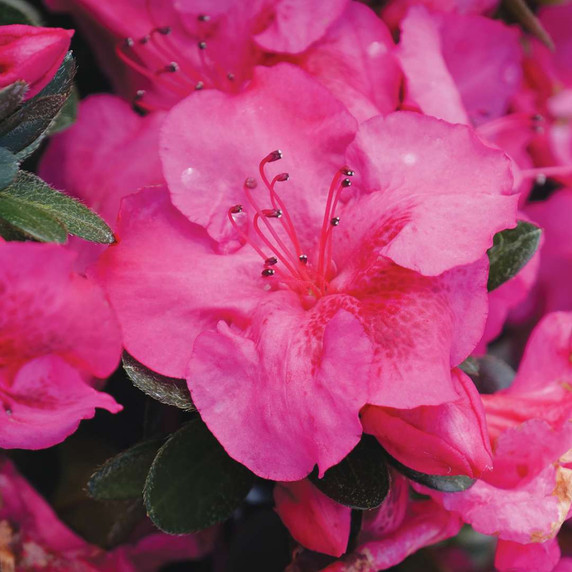 Azalea Perfecto Mundo Epic Pink™