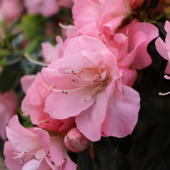 Azalea Perfecto Mundo Pink Carpet™