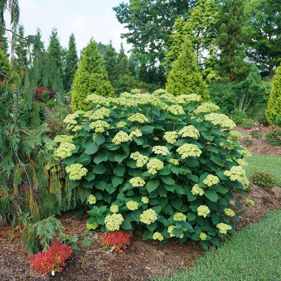 Hydrangea arb. Invincibelle Sublime™