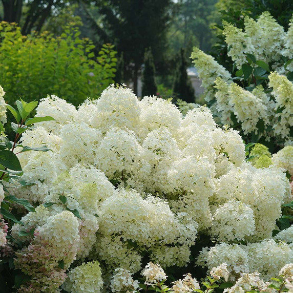 Hydrangea pan. Puffer Fish®