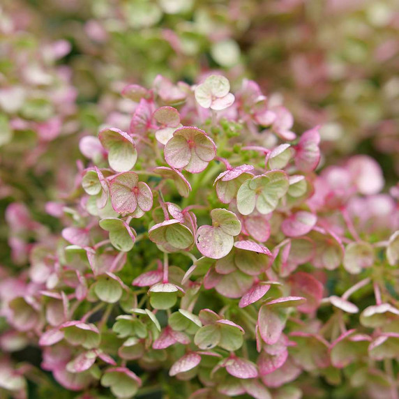 Hydrangea pan. Tiny Quick Fire®