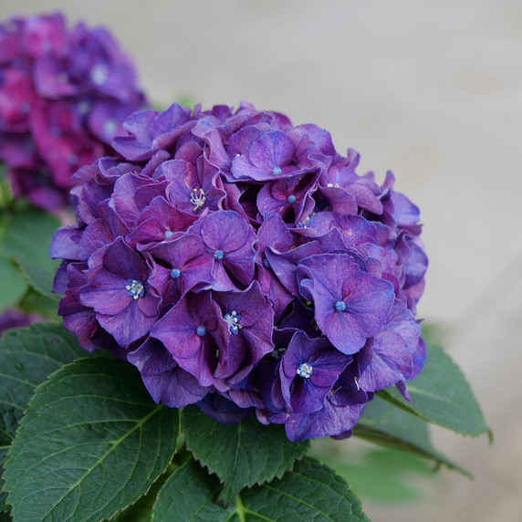 Hydrangea mac. Wee Bit Grumpy®