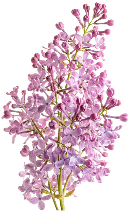 Syringa x hya. Scentara Pura®