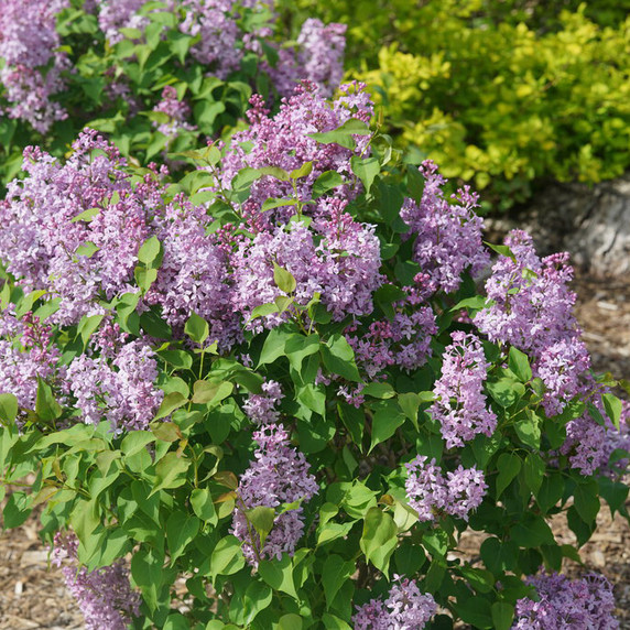 Syringa x hya. Scentara Pura®