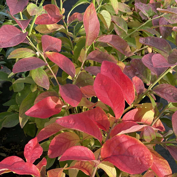 Vaccinium cor. Sky Dew™ Gold (Blueberry)