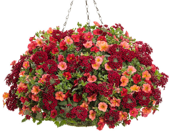 Calibrachoa Superbells®  Red