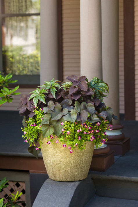 Coleus ColorBlaze® Newly Noir™