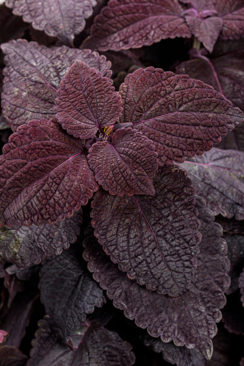 Coleus ColorBlaze® Newly Noir™