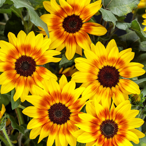 Helianthus Suncredible® Saturn™ (Sunflower)