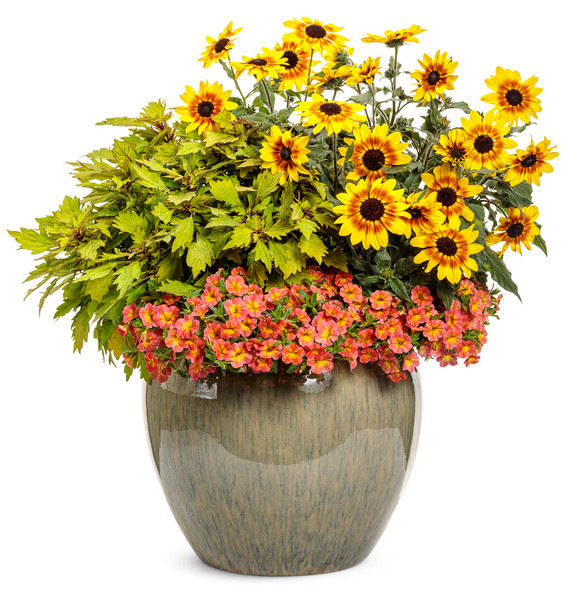 Helianthus Suncredible® Saturn™ (Sunflower)