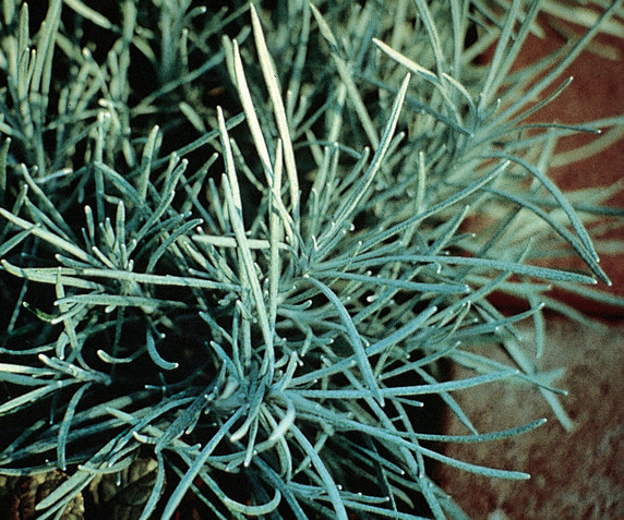 Helichrysum 'Icicles' (Licorice Plant)