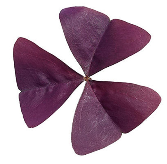 Oxalis Charmed® Wine (Shamrock)