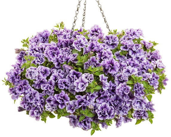 Petunia Supertunia® Priscilla