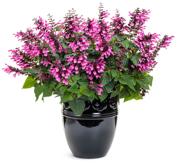 Salvia Unplugged® Pink 