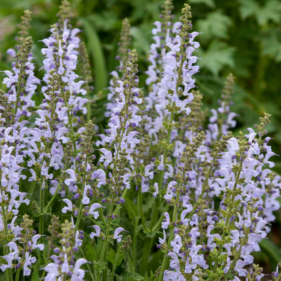 Salvia Fashionista® 'Vanity Flair'