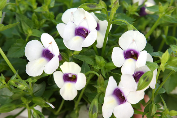 Torenia Catalina® Grape-o-Licious™ (Wishbone Flower)