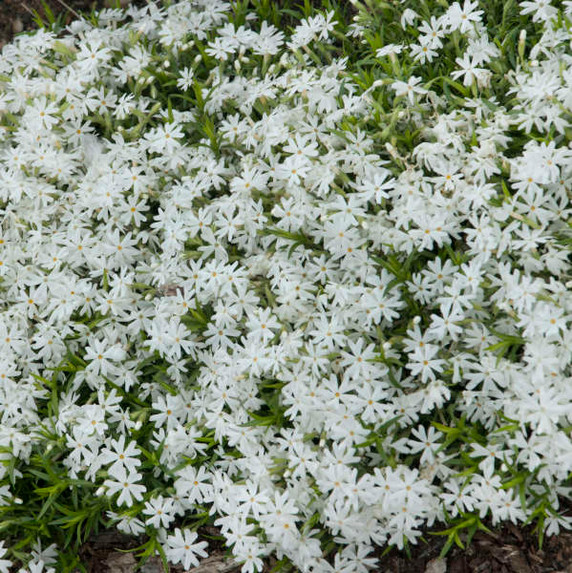 Phlox sub. 'Snowflake'