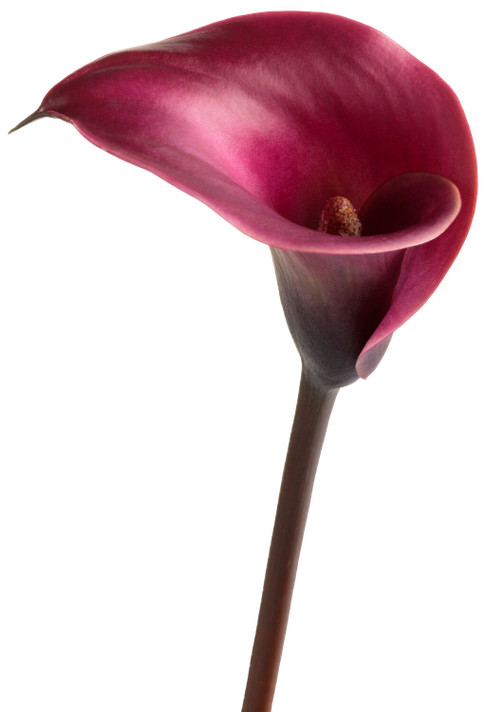 Calla Be My™ Heart (Calla Lily)