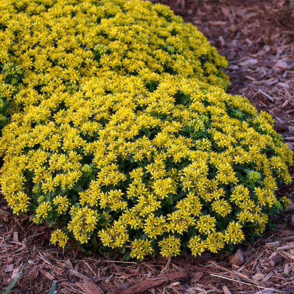 Sedum Little Miss Sunshine