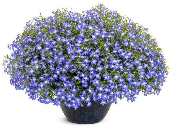 Lobelia Laguna® Compact Blue with Eye