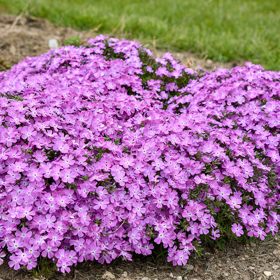 Phlox Spring Bling™ Rose Quartz