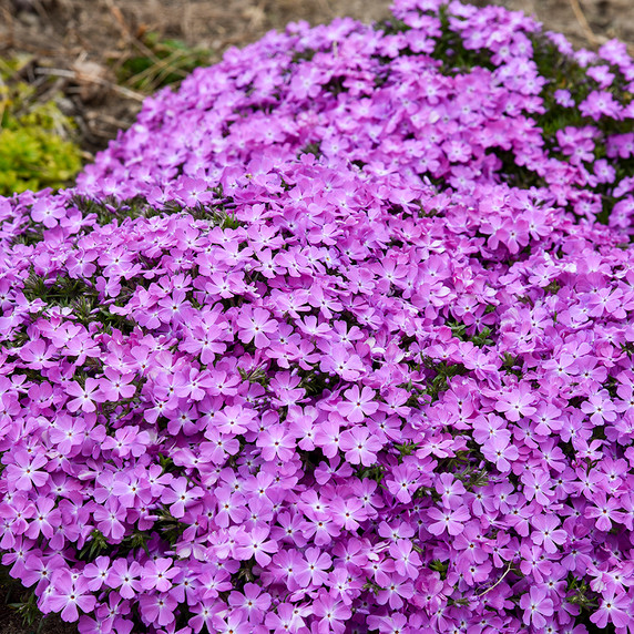 Phlox Spring Bling™ Rose Quartz