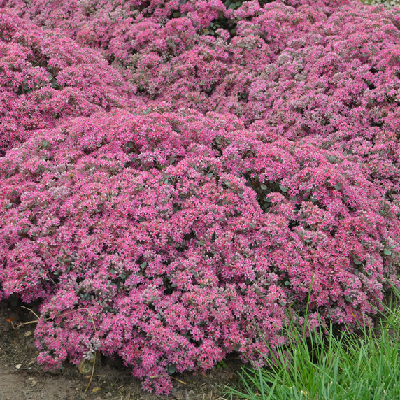 Sedum Rock 'N Round® Popstar