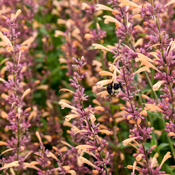 Agastache Meant to Bee™ Queen Nectarine (Anise Hyssop)
