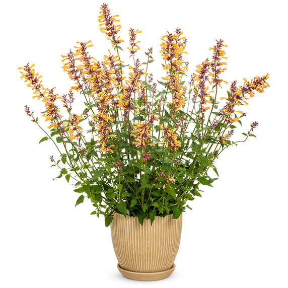 Agastache Meant to Bee™ Queen Nectarine (Anise Hyssop)