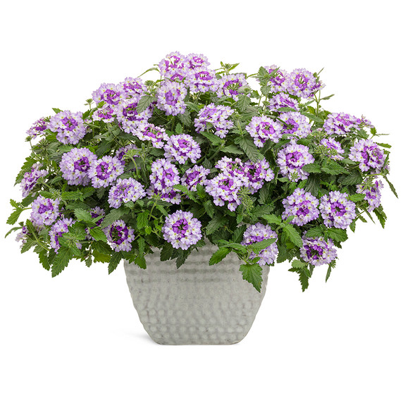 Verbena Superbena Sparkling® Amethyst