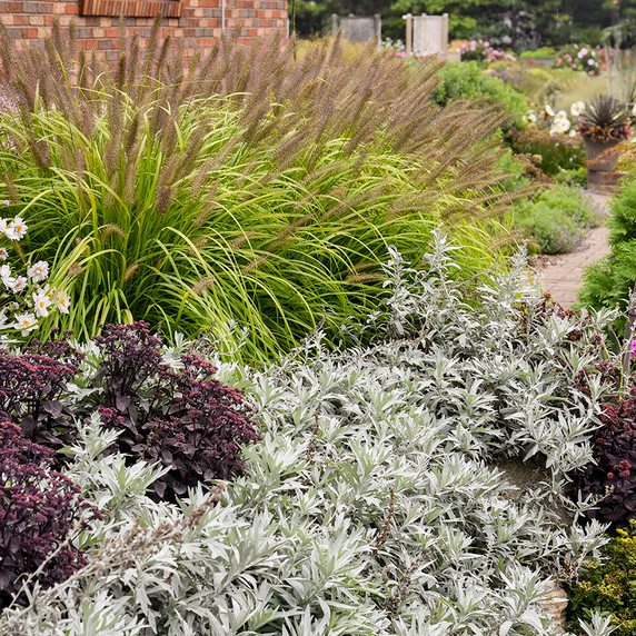 Artemisia Silver Lining (White Sagebrush)