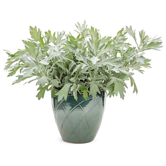 Artemisia Silver Lining (White Sagebrush)