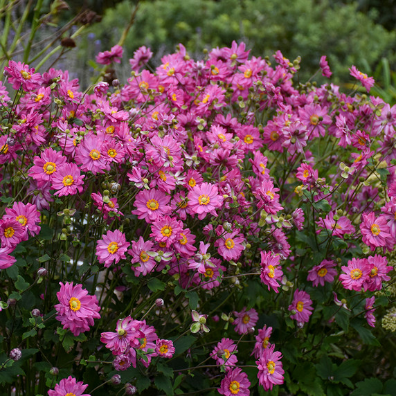 Anemone Fall in Love® 'Sweetly'