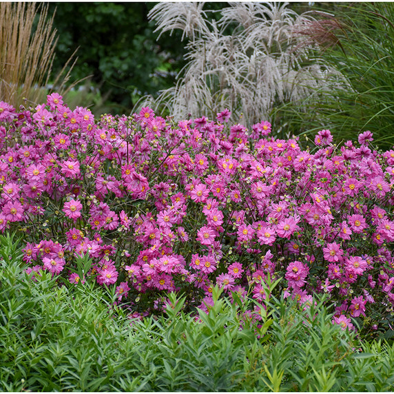 Anemone Fall in Love® 'Sweetly'