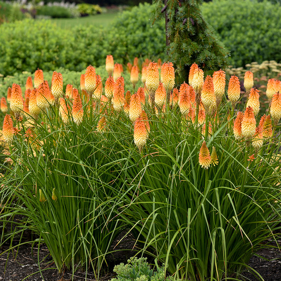 Kniphofia Pyromania® Hot and Cold