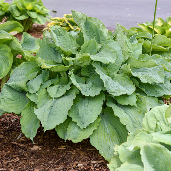 Hosta Shadowland® Diamond Lake