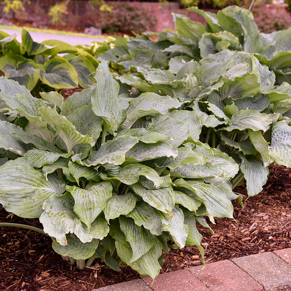 Hosta Shadowland® Diamond Lake