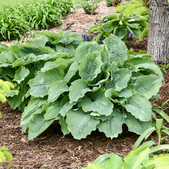 Hosta Shadowland® Diamond Lake