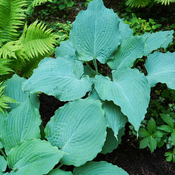 Hosta Shadowland® Diamond Lake