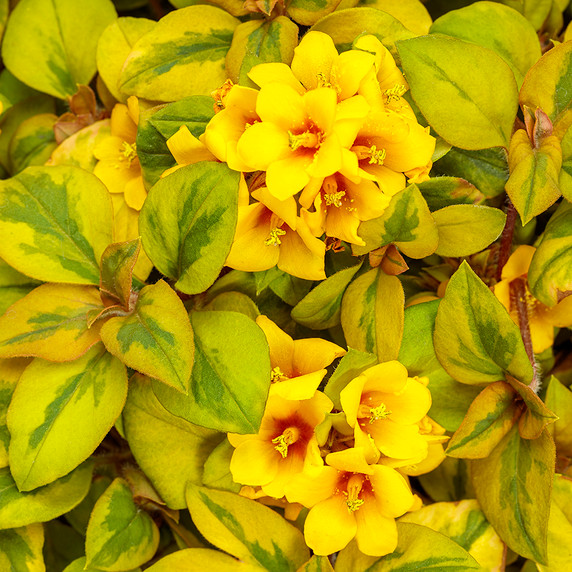 Lysimachia con. Walkabout Sunset® (Creeping Jenny)