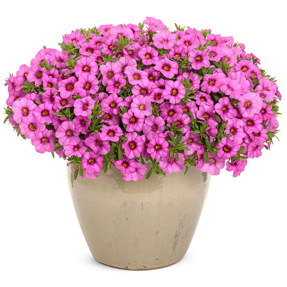 Calibrachoa Superbells® Pink