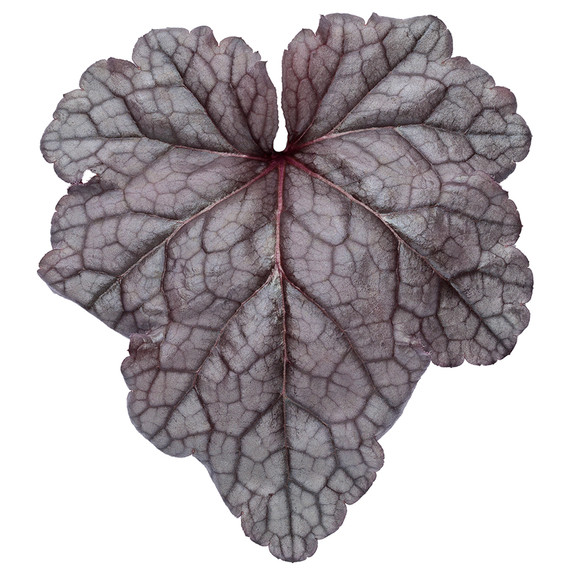 Heuchera Dolce® Frosted Berry