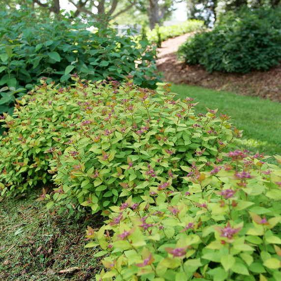 Spiraea Double Play® Dolly™