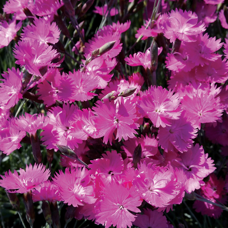 Image of Snapdragons and Dianthus Firewitch
